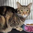 Cat By Food Bowl 40579849973 O