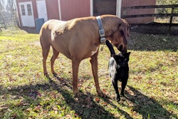 Dog And Cat 50587892812 O