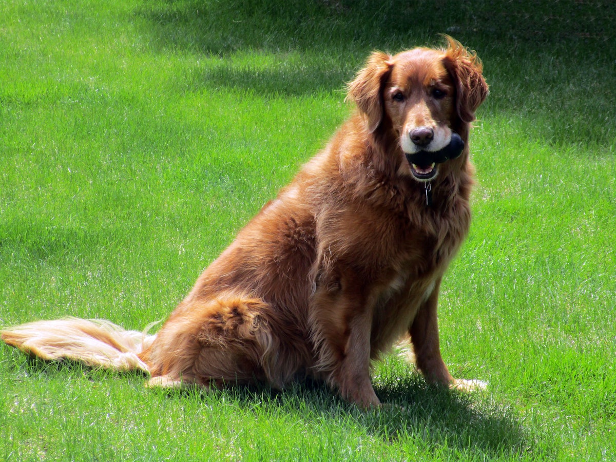 Sunshine mills farmhouse naturals dog food sales