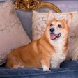 Pfi corgi Dog English Uk Britain Luxury