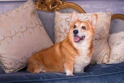 Pfi corgi Dog English Uk Britain Luxury