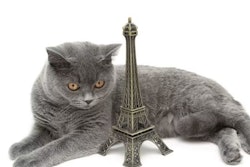 Pfi cat France Europe Eiffel Tower