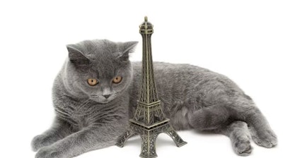 Pfi cat France Europe Eiffel Tower