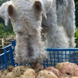 Pfi fox Terrier Dog Potatoes