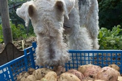 Pfi fox Terrier Dog Potatoes