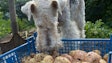 Pfi fox Terrier Dog Potatoes