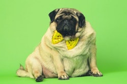 Pfi obese Dog In Bowtie