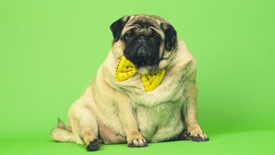 Pfi obese Dog In Bowtie