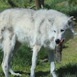 Pfi wolf Eating Fish