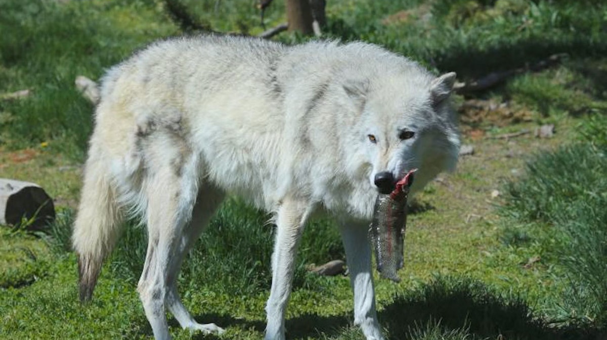 Wolf microbiome holds potential dog probiotic | PetfoodIndustry