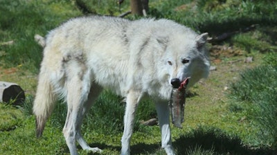 Pfi wolf Eating Fish