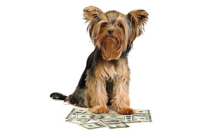 Pfi yorkshire Terrier Money Uk Market Business