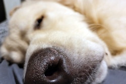 Sleeping Dog 50638232822 O
