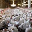 A system that can detect coccidiosis or potentially other diseases in flocks immediately, according to a daily or weekly collection of bird and health information, could allow for early intervention before animal performance declines and improve the poultry producer’s return on investment (ROI).