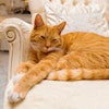 Yellow Cat Lounging Sofa