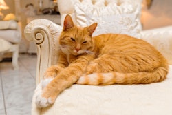 Yellow Cat Lounging Sofa