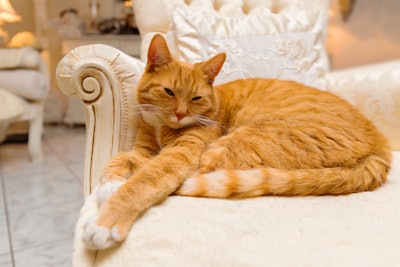 Yellow Cat Lounging Sofa