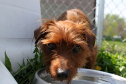 23093982119 C60ae11cc8 O