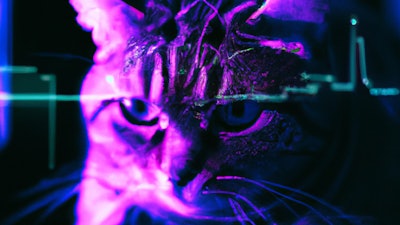 Dall·e 2023 11 09 11 48 56 Synthwave Image Of A Cat Using A Computer, The Cat Is A Hacker