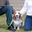 Basset Hound On Leash With Family 23084155494 O