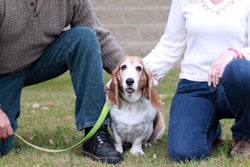 Basset Hound On Leash With Family 23084155494 O