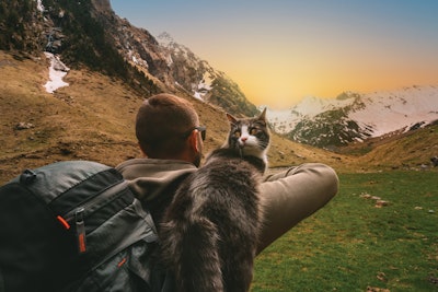 Cat owners are closer than ever to their feline companions, and as a result they’re looking to maximize their animal’s health with the best cat food and treat options out there.