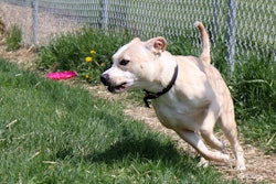 Dog Chasing The Frisbee 23435987176 O