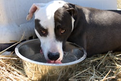 Dog Drinking Water 23435525886 O