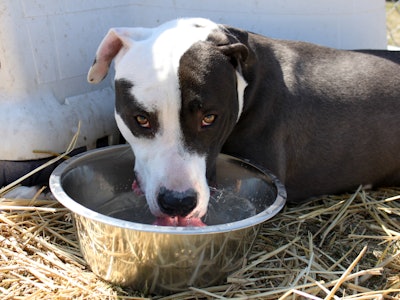 Dog Drinking Water 23435525886 O