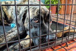 Dog In Cage 29031974867 O