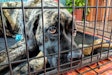 Dog In Cage 29031974867 O