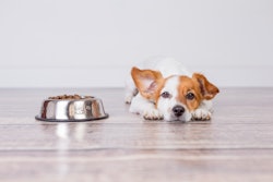 Dog With Bowl Of Food