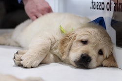 Golden Retriever Puppy 47821980971 O
