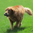 Golden Retriever Running With Toy 47962782621 O