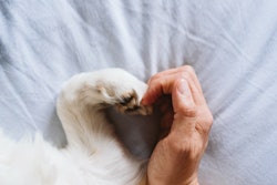 Paw And Human Hand Heart
