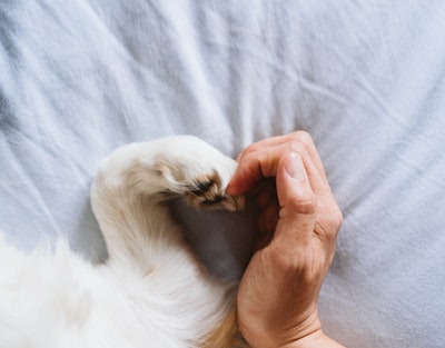 Paw And Human Hand Heart