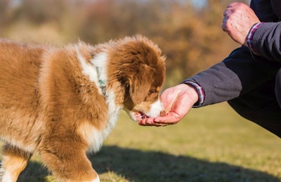 Pfi dog With Treats