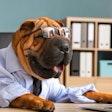 Pfi wrinkled Dog Business Computer Desk Shar Pei(studio Pixeltext, Big Stock com)