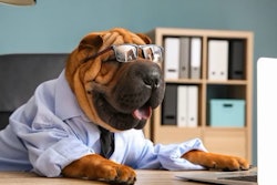 Pfi wrinkled Dog Business Computer Desk Shar Pei(studio Pixeltext, Big Stock com)