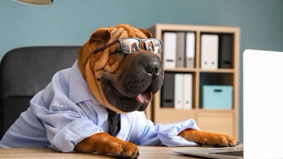 Pfi wrinkled Dog Business Computer Desk Shar Pei(studio Pixeltext, Big Stock com)