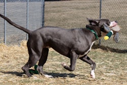 Pit Bull Mix Running With Toy 22833545454 O