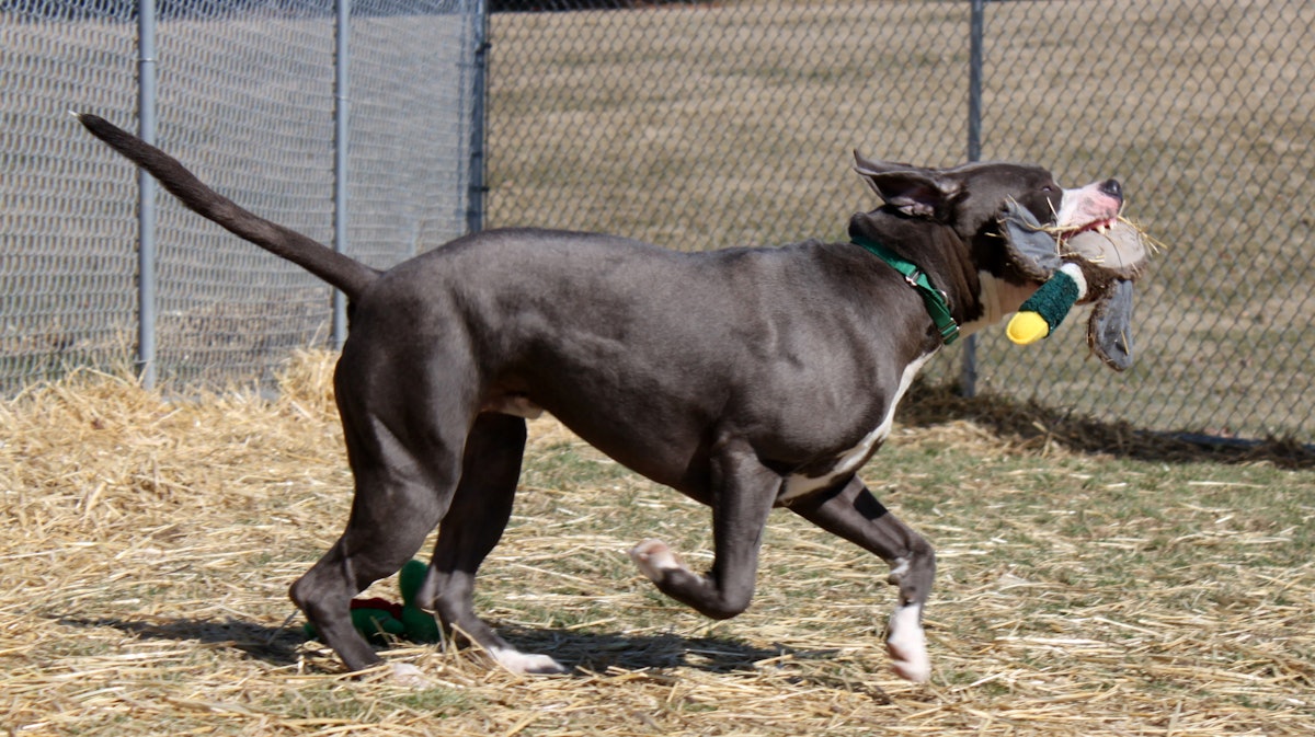 Hydrolyzed chicken liver more digestible than poultry meal in dog food Hydrolyzed chicken liver more digestible than poultry meal in dog food