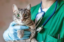 Veterinary diet purchasing directly through the veterinarian is down, but that doesn’t mean pet owners aren’t spending their money on specialty formulations for their pets.