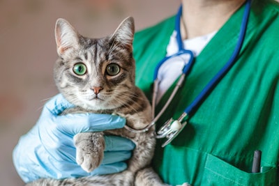 Veterinary diet purchasing directly through the veterinarian is down, but that doesn’t mean pet owners aren’t spending their money on specialty formulations for their pets.