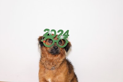 2024 Dog Mikelsoria Arbilla I Stock com