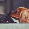 Cat And Dog Together Stock Snap Pixabay com