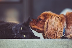 Cat And Dog Together Stock Snap Pixabay com