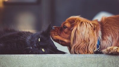 Cat And Dog Together Stock Snap Pixabay com