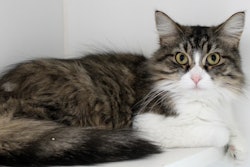 Cat Sitting On Shelf 22833262084 O