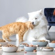 Dog And Cat United Pet Food